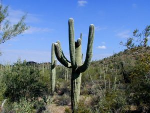 giant-saguaro-cactus-in-saguaro-national-park-arizona